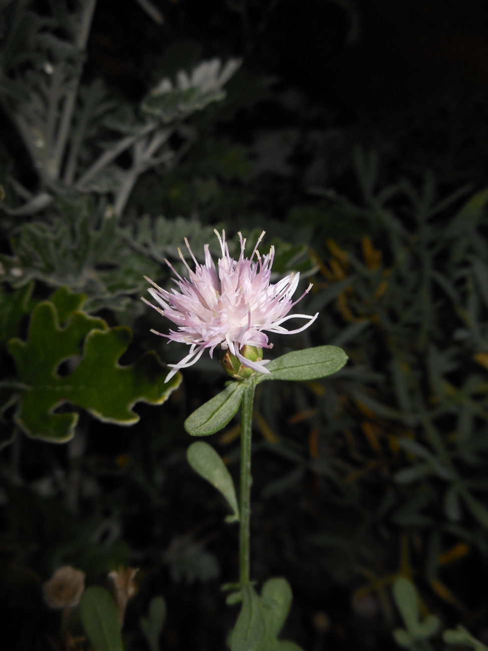 Centaurea paniculata L. subsp. subciliata (DC.) Arrigoni